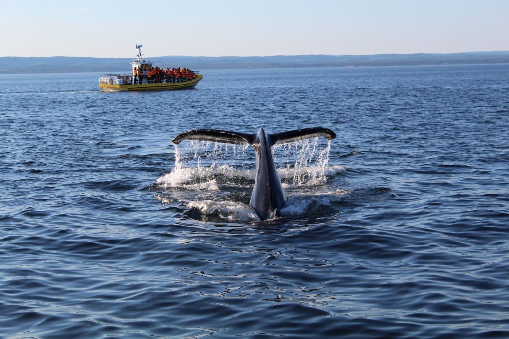excursions baleine au québec - whale excursion quebec